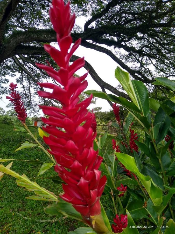Hacienda El Samán Villa Quimbaya Esterno foto