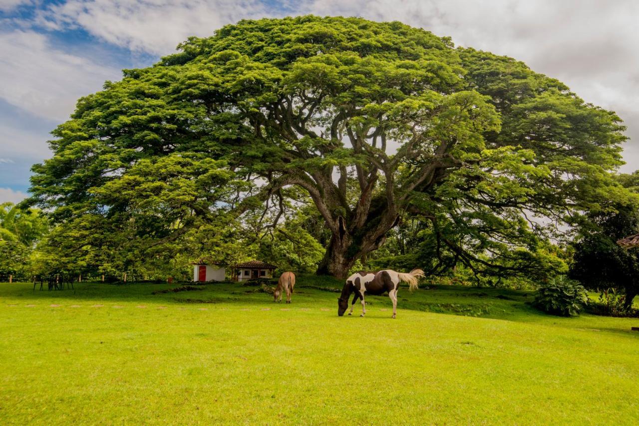Hacienda El Samán Villa Quimbaya Esterno foto